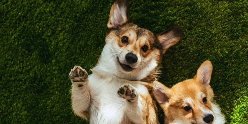 Найменше на Одещині. В Україні лише 22% квартир під оренду pet-friendly — дослідження