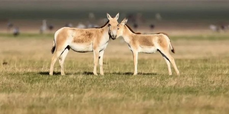 Приклад для всього світу. Як українські екологи відновлюють знищену війною природу